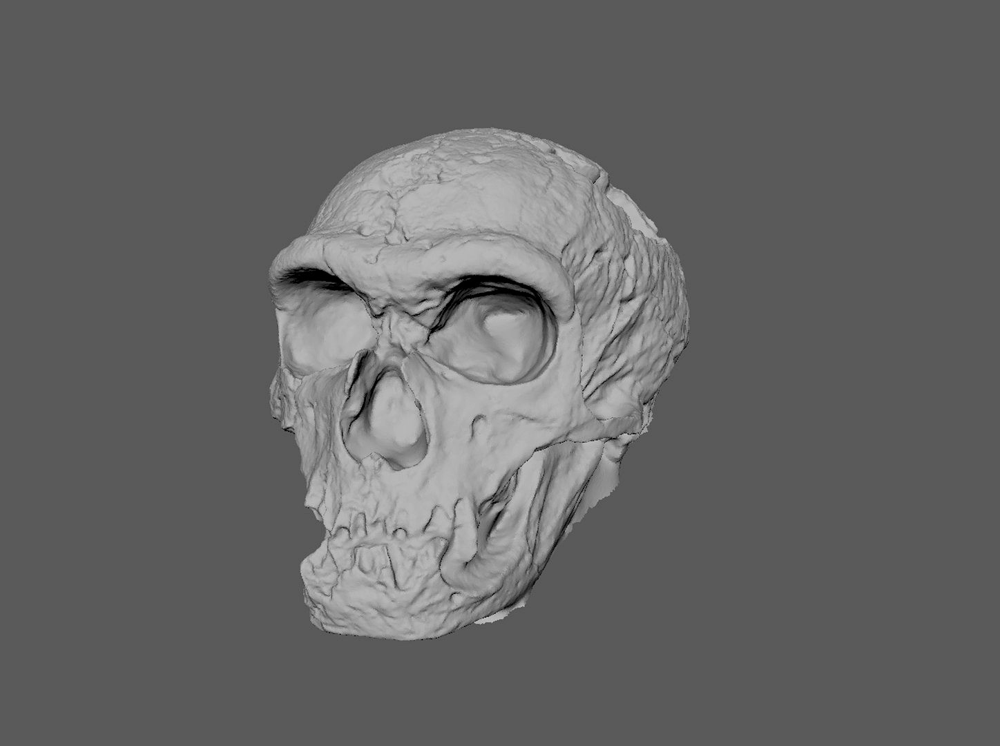 Neanderthal Skull Scan