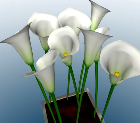 Calla 3D Model