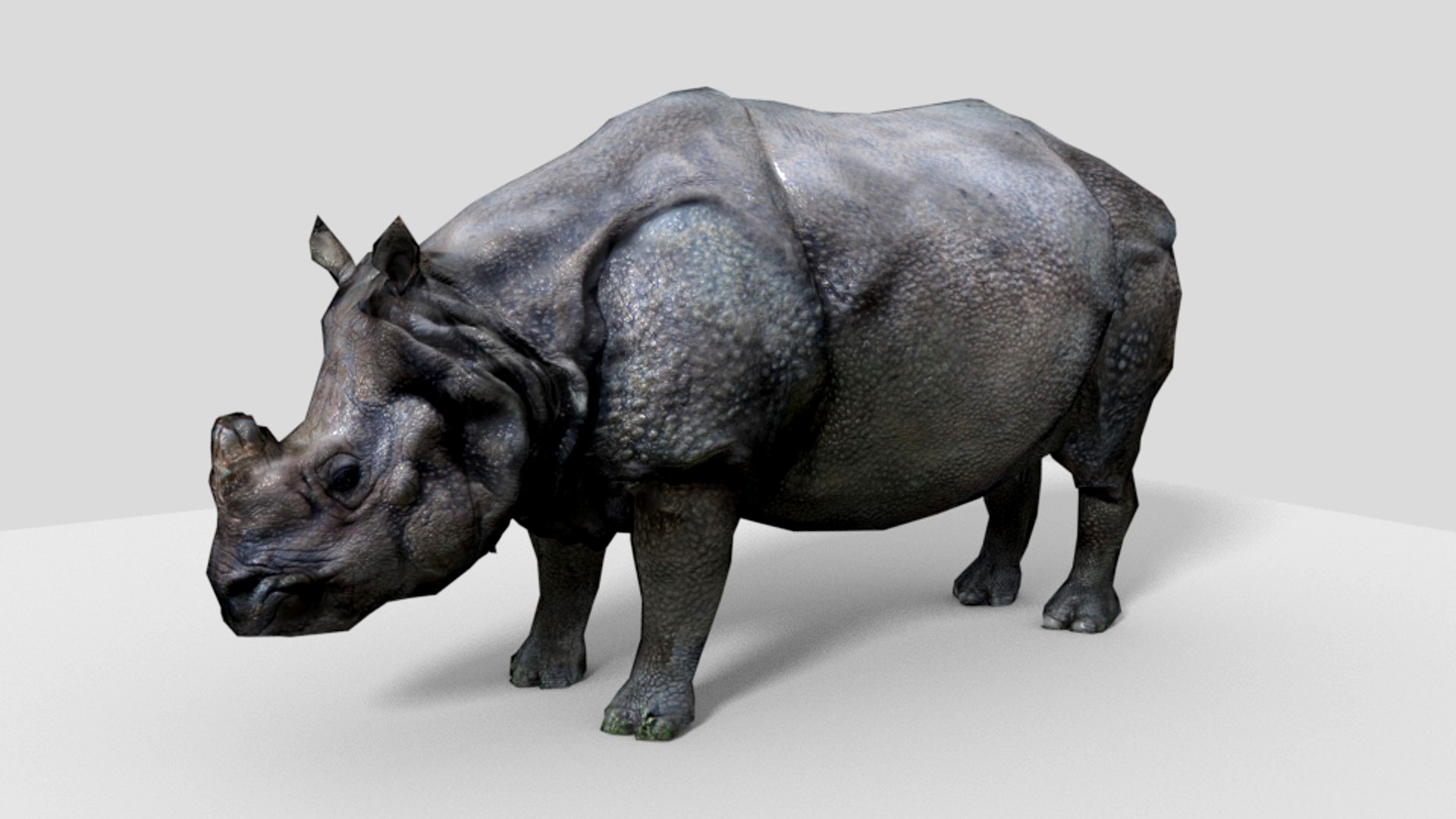 Rhinoceros