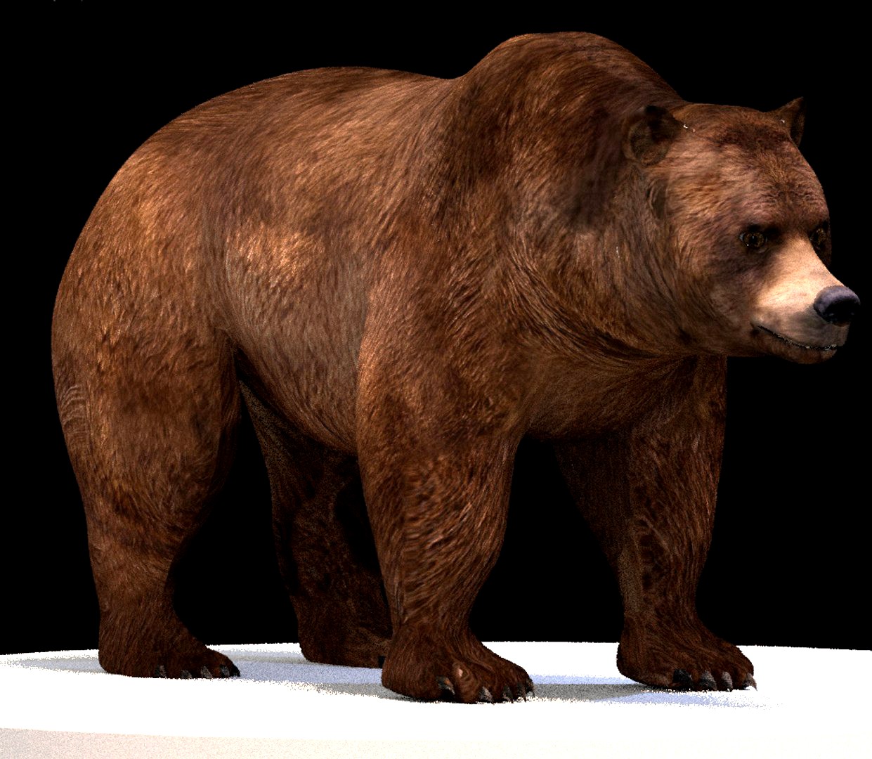 Brown Bear