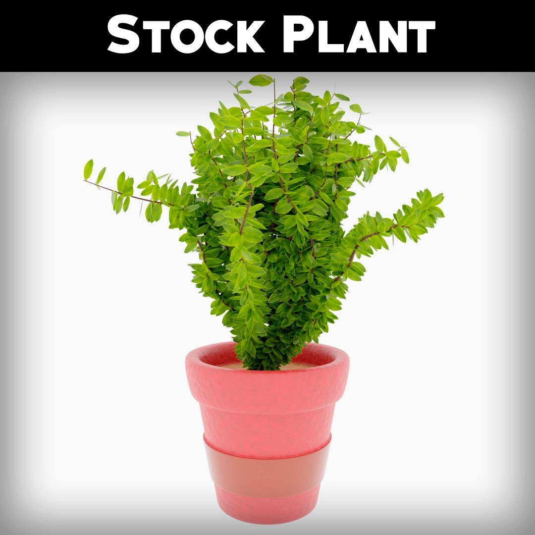 Stock Planrt (Background Element)