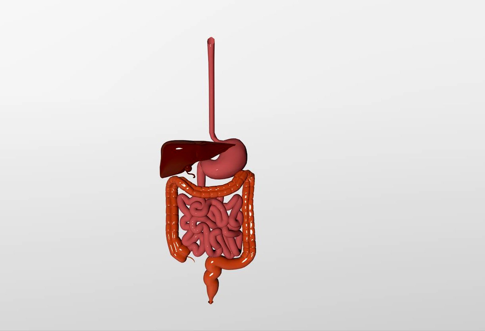 Human Digestive System