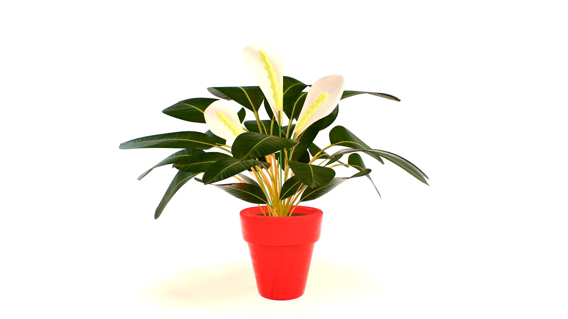 Peace lily