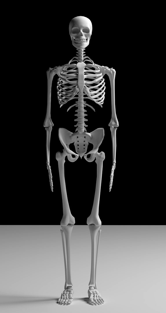 Skeleton