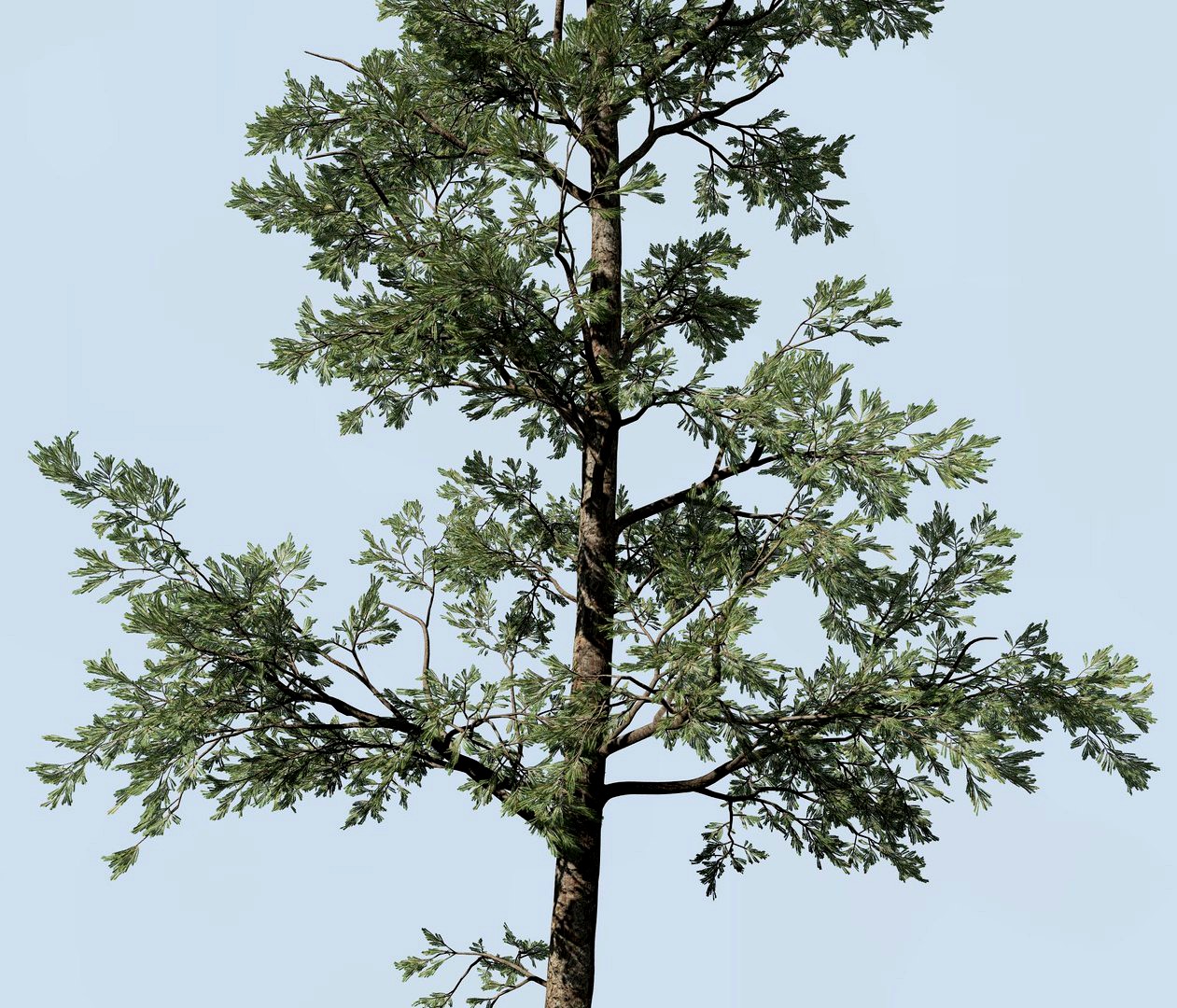 Pine tree