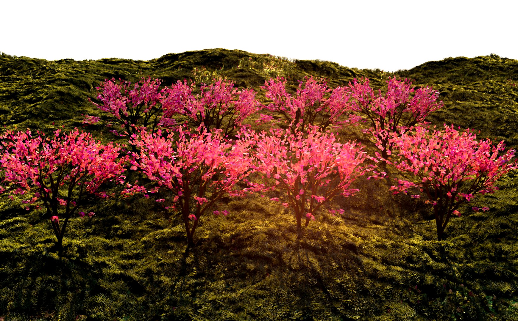 cherry blossom and grass