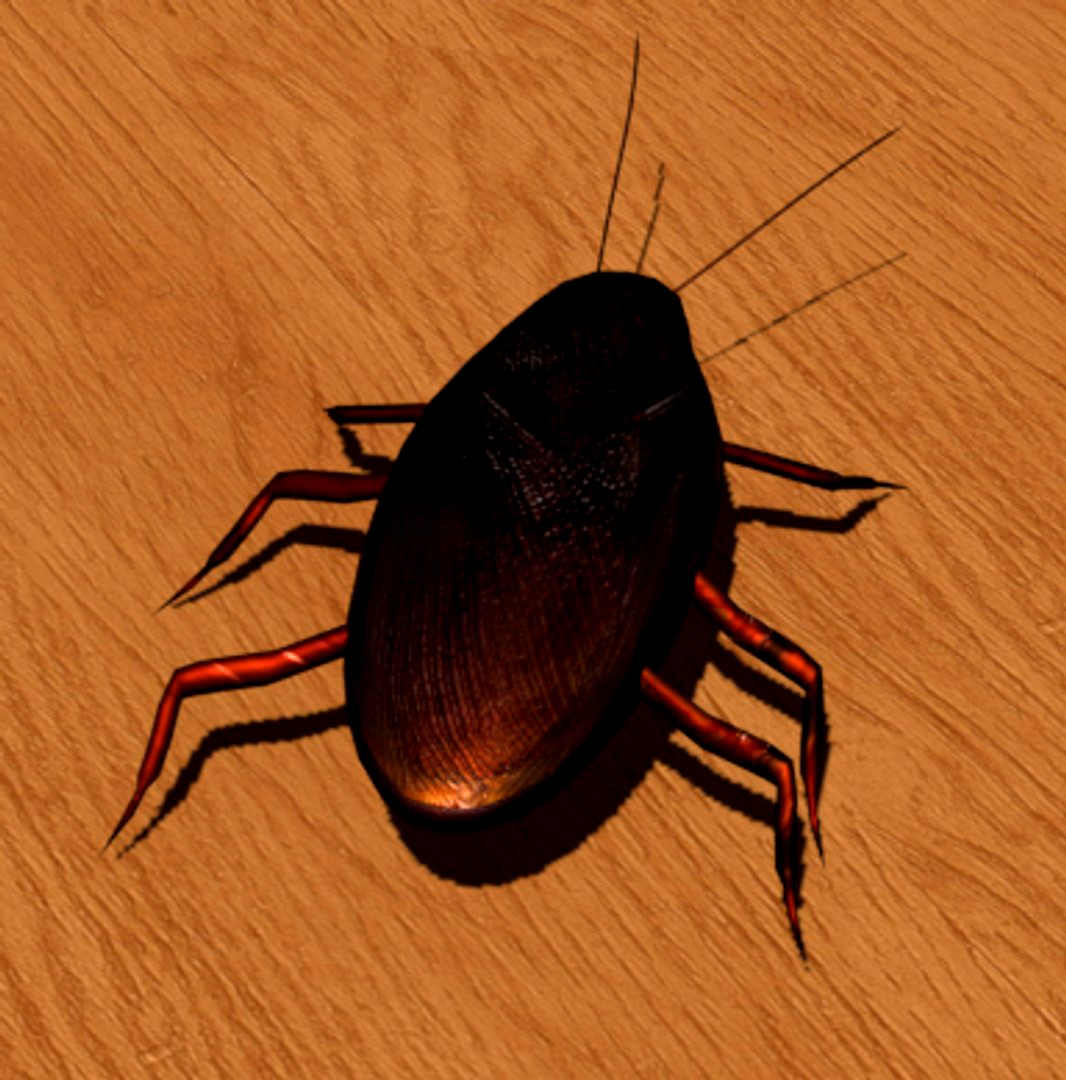 Cockroach