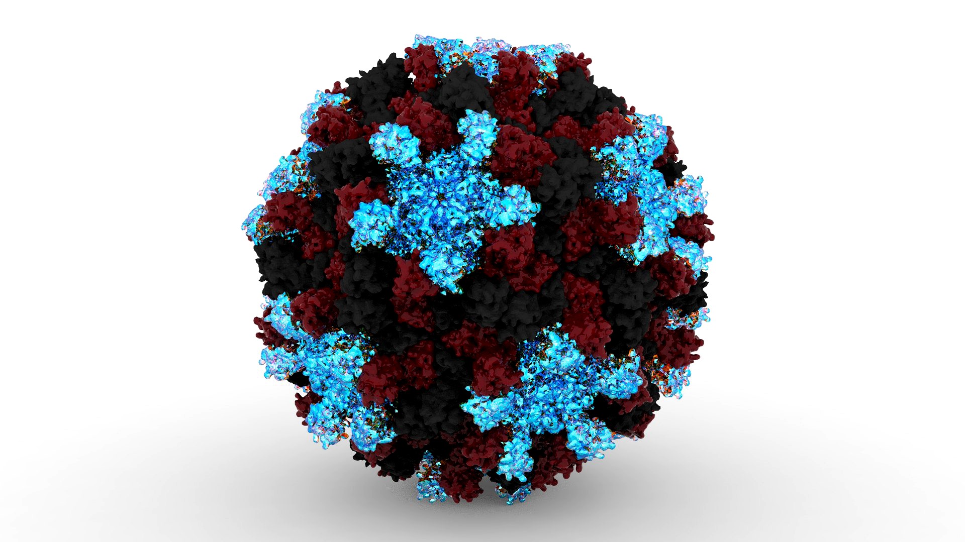 coronavirus 3d model