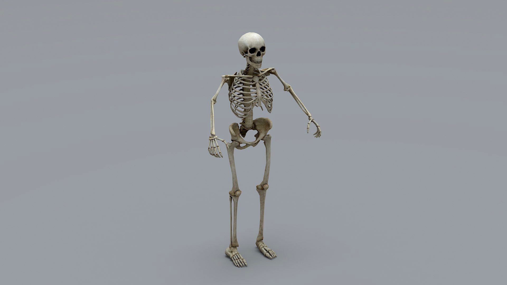 Human Skeleton