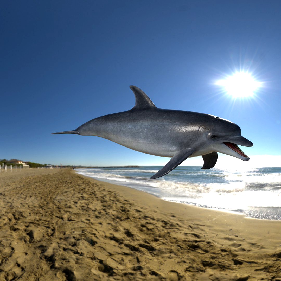 dolphin