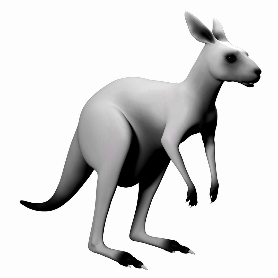 Kangaroo