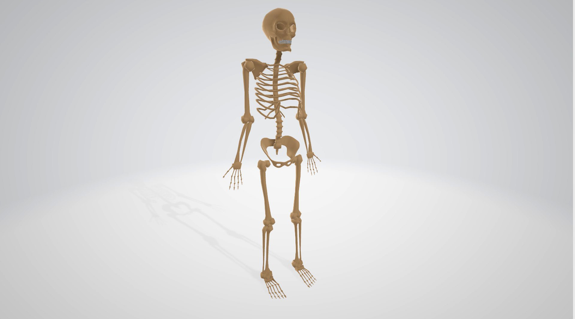 Skeleton standing
