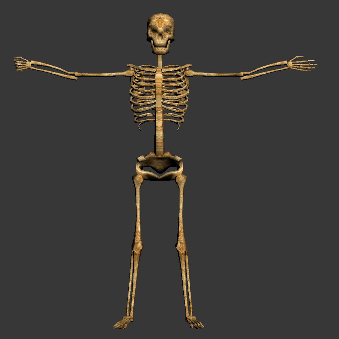 Skeleton
