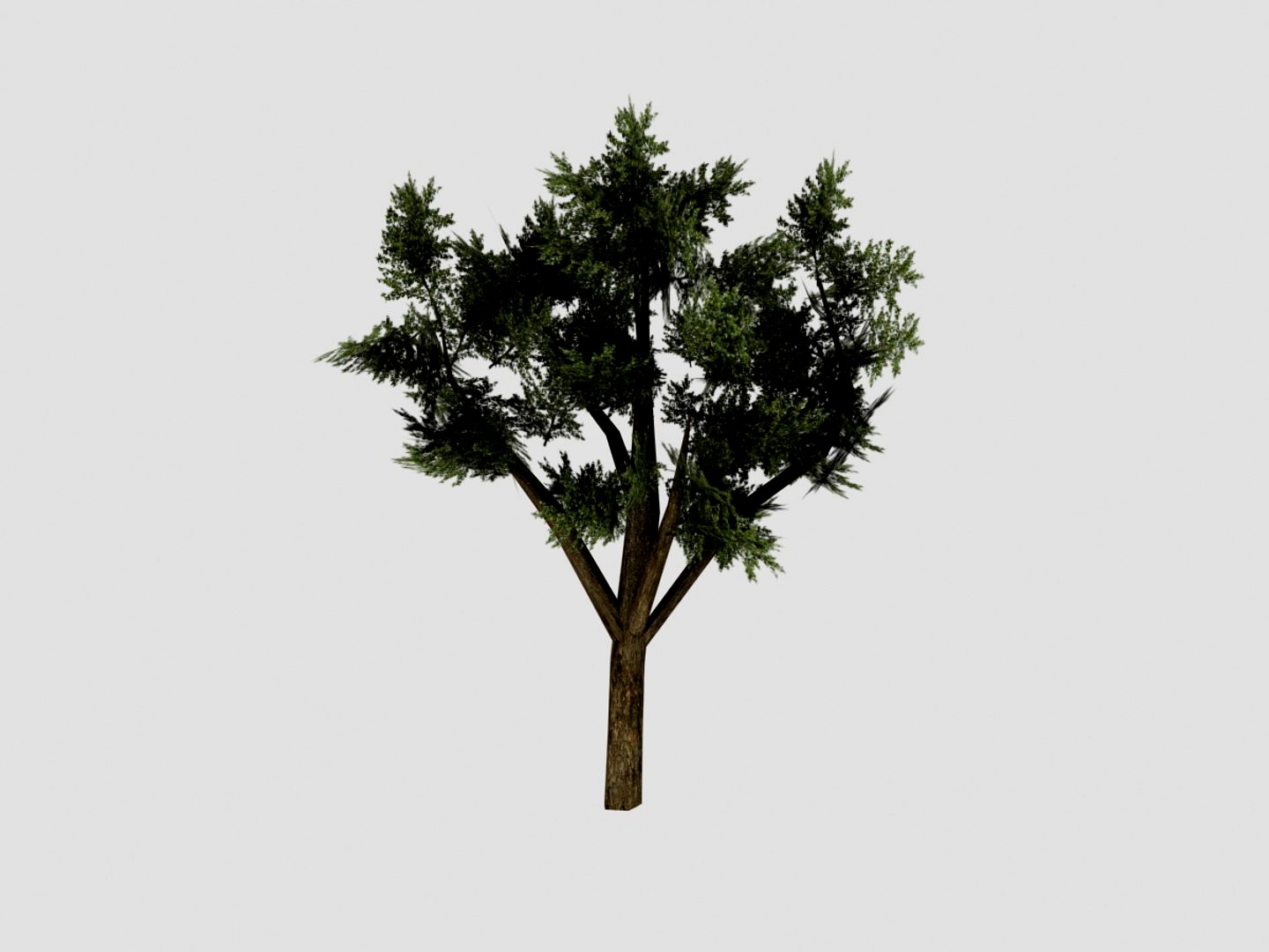 tree