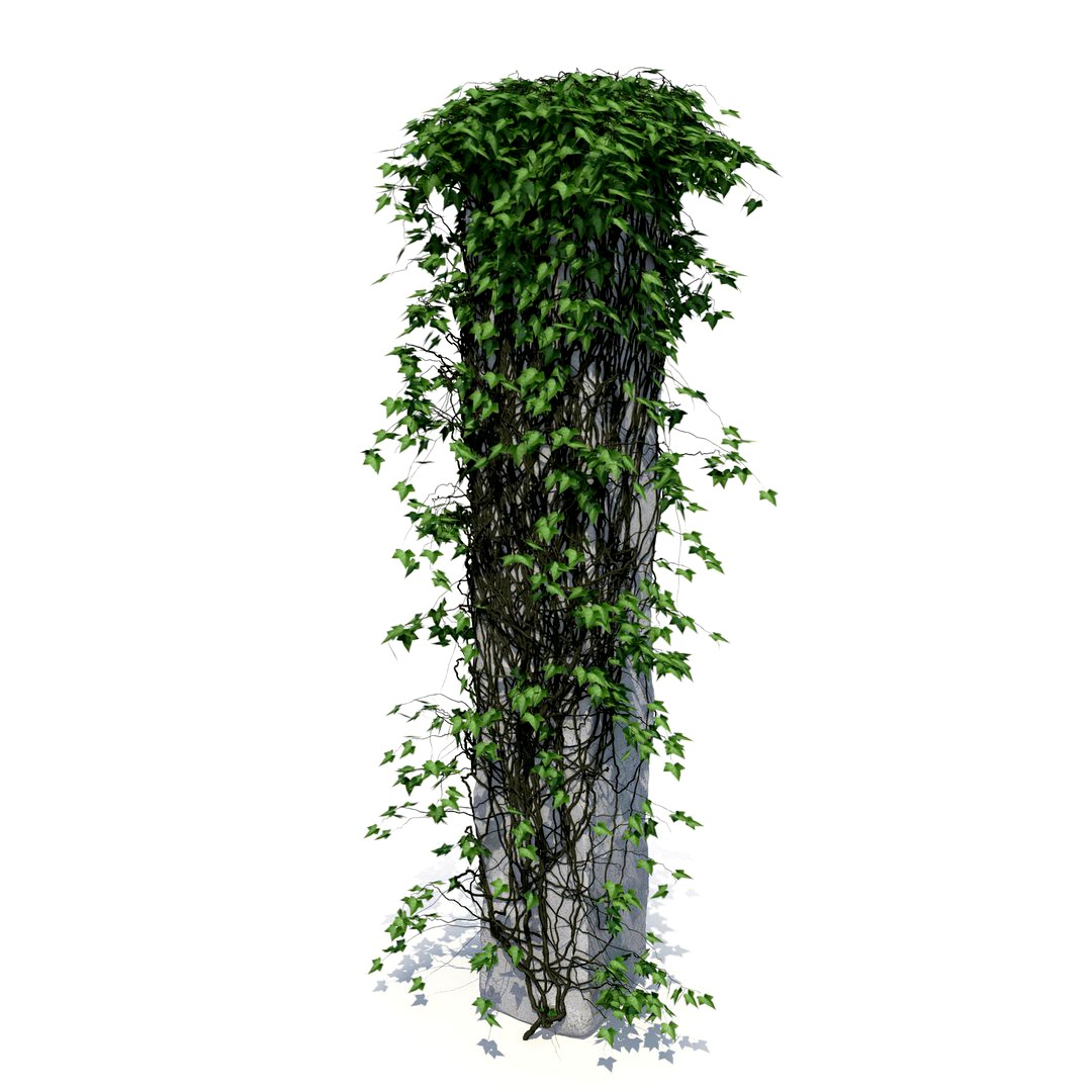 Ivy on a column V1