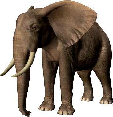 African Elephant 3D Model