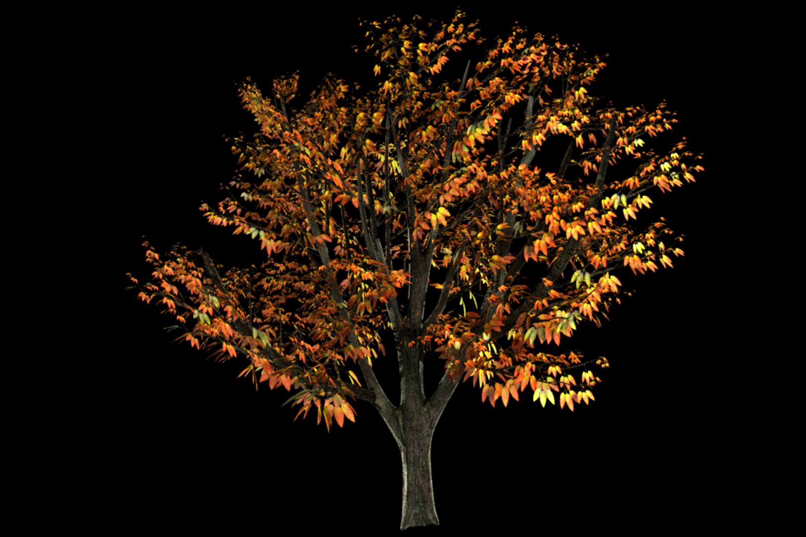 Fall and Summer Tree
