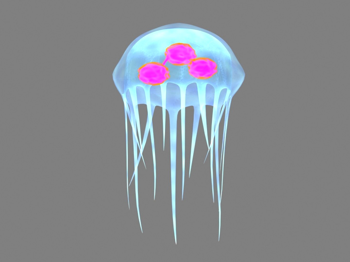 Jelly Fish