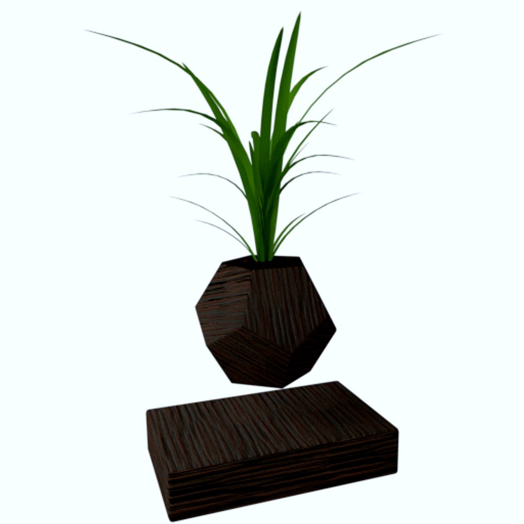 levitating wild onions Le plant