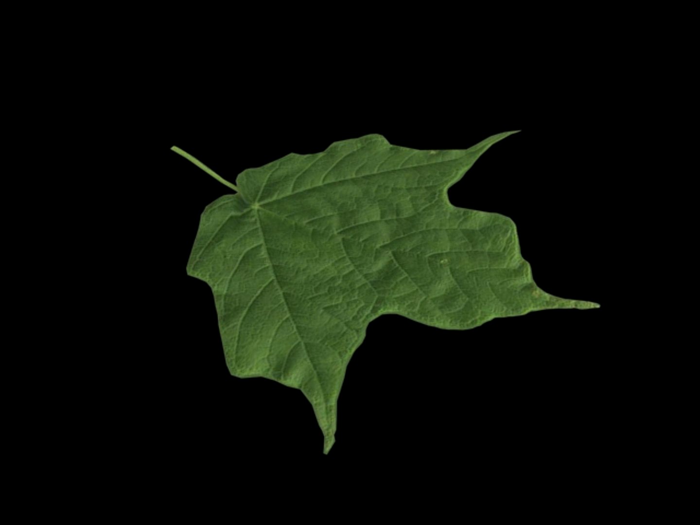 Leaf