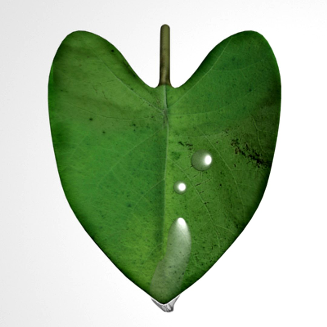 dew leaf