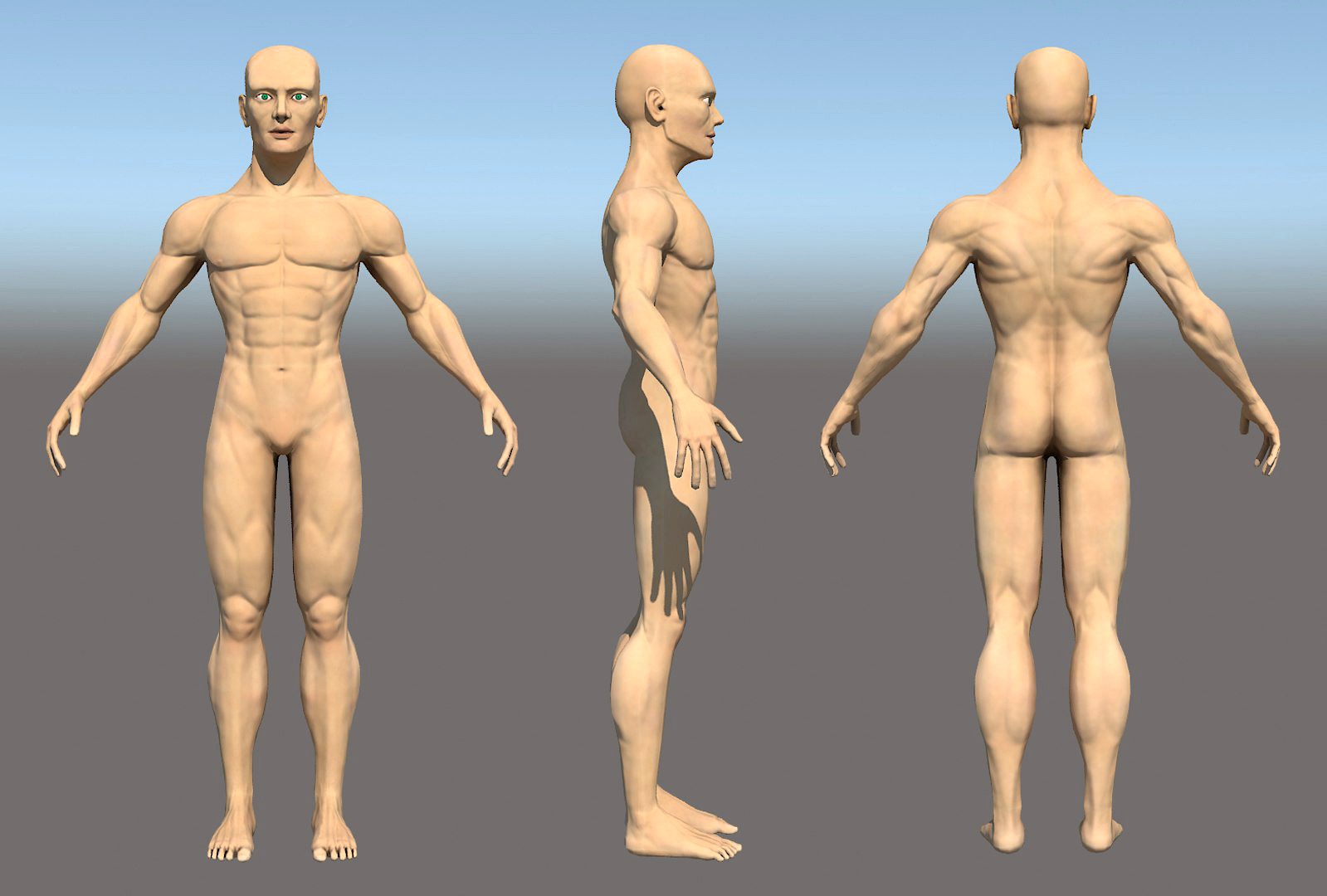 Anatomic Body