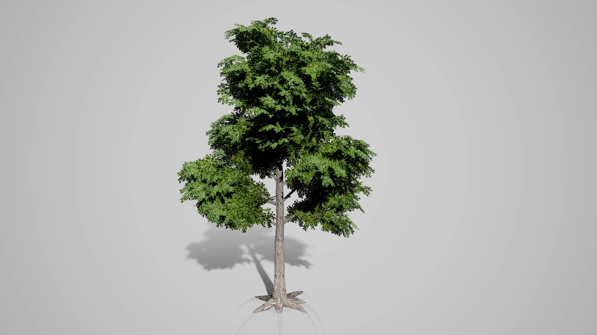 Broadleaf tree (Low-Poly)
