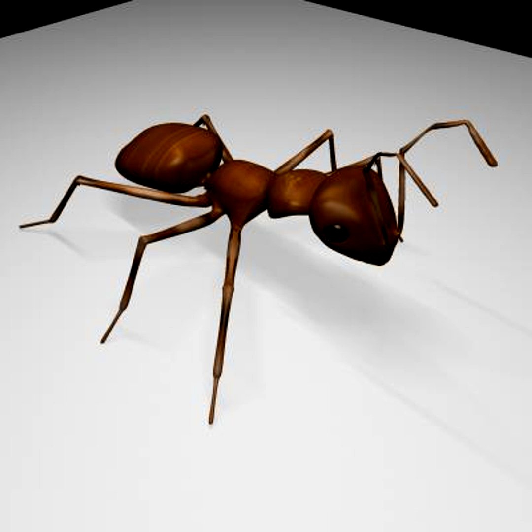Ant