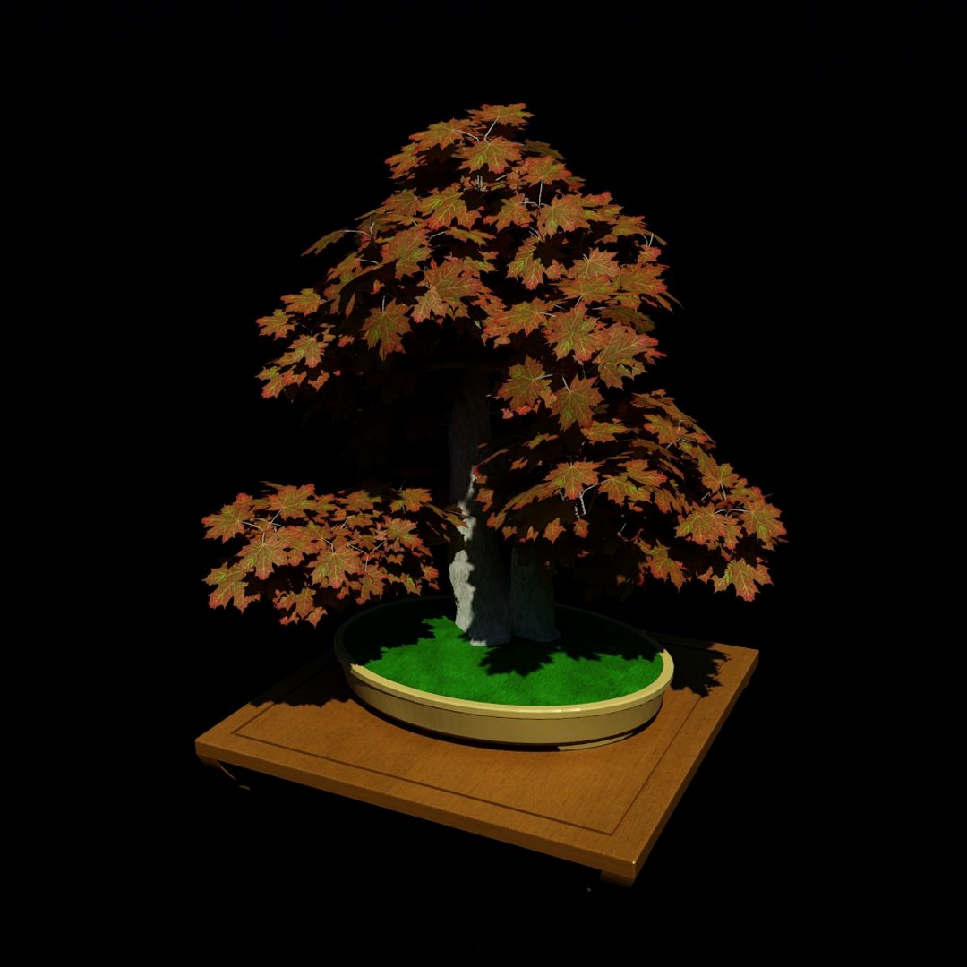 Bonsai - Twin Trunk Style Acer