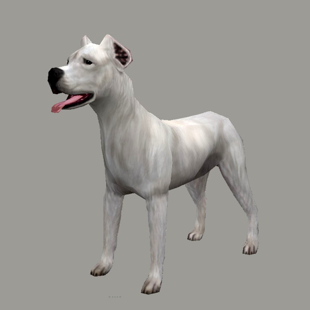 dog