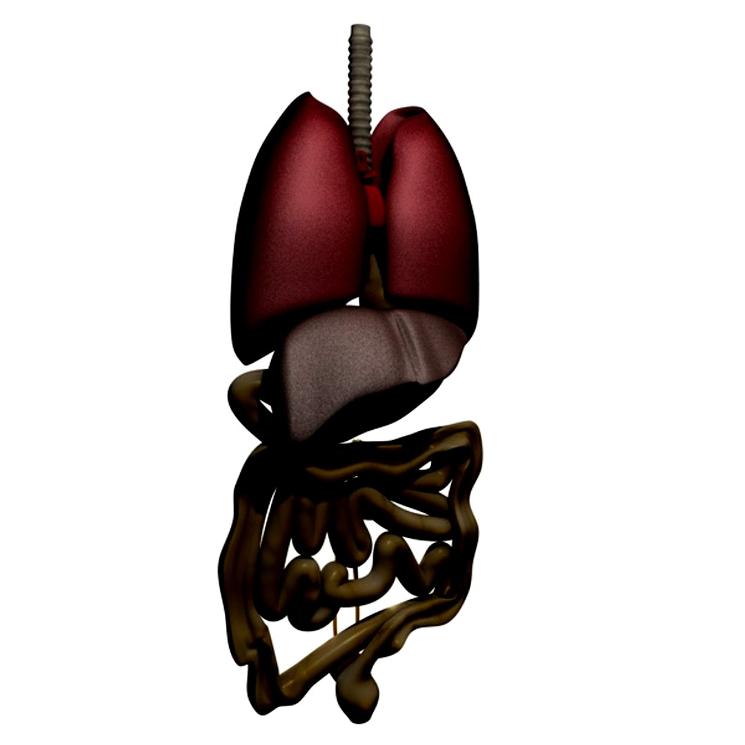 Human Organs