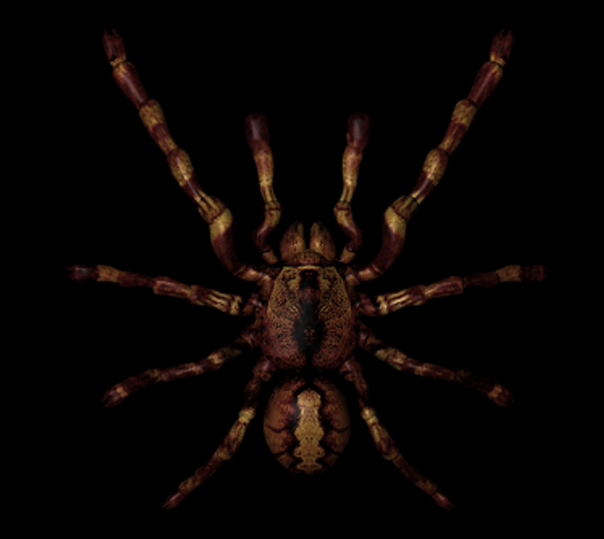 tarantula
