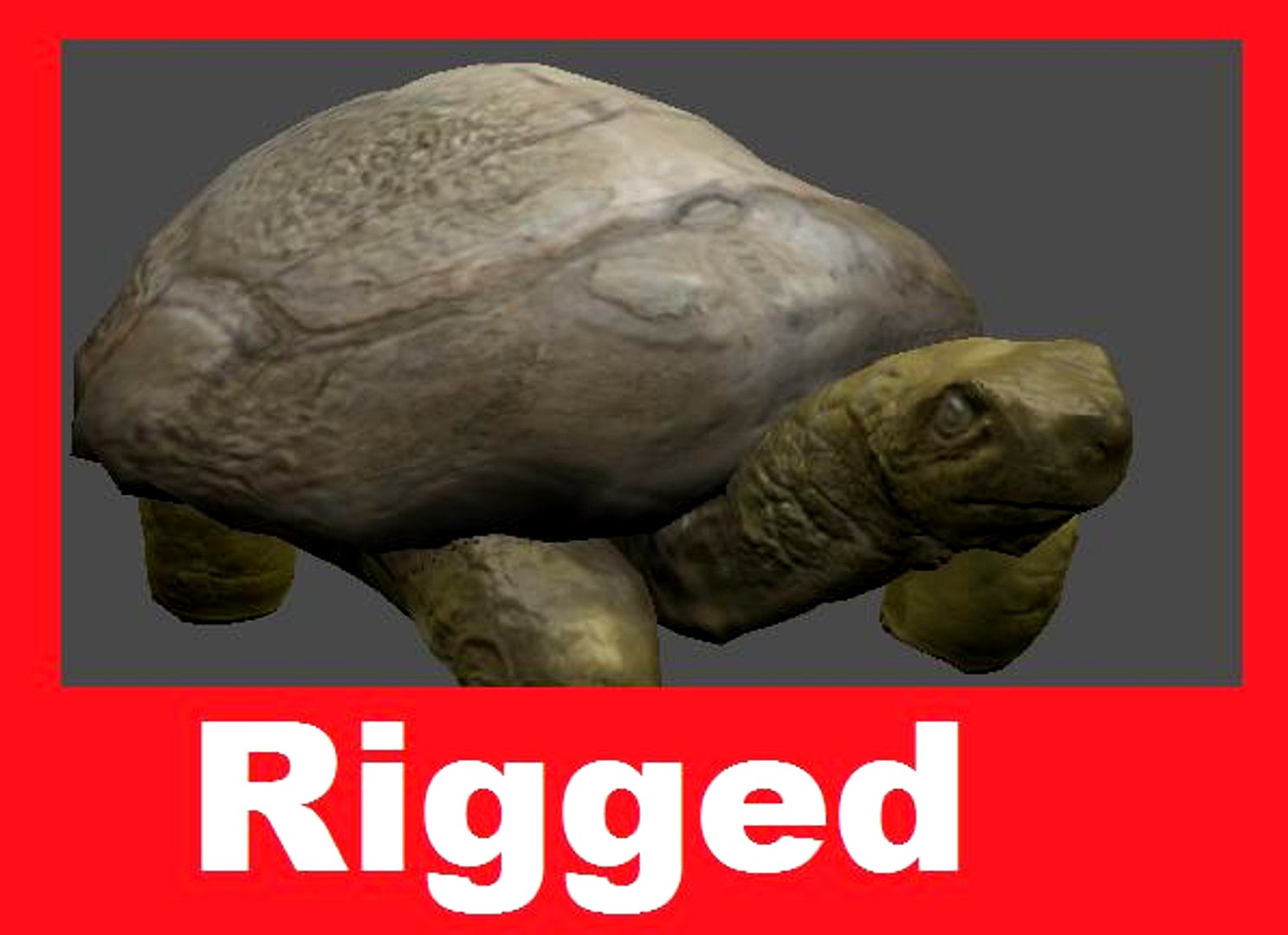 Turtle