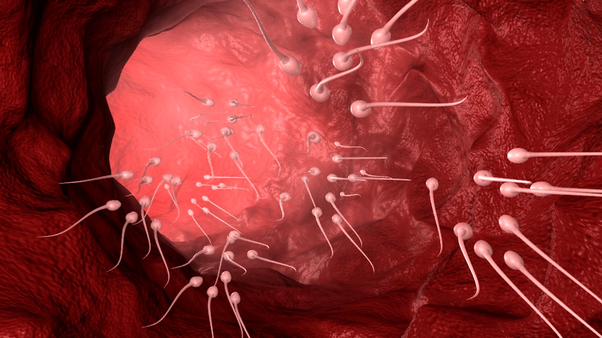 Sperm Cells
