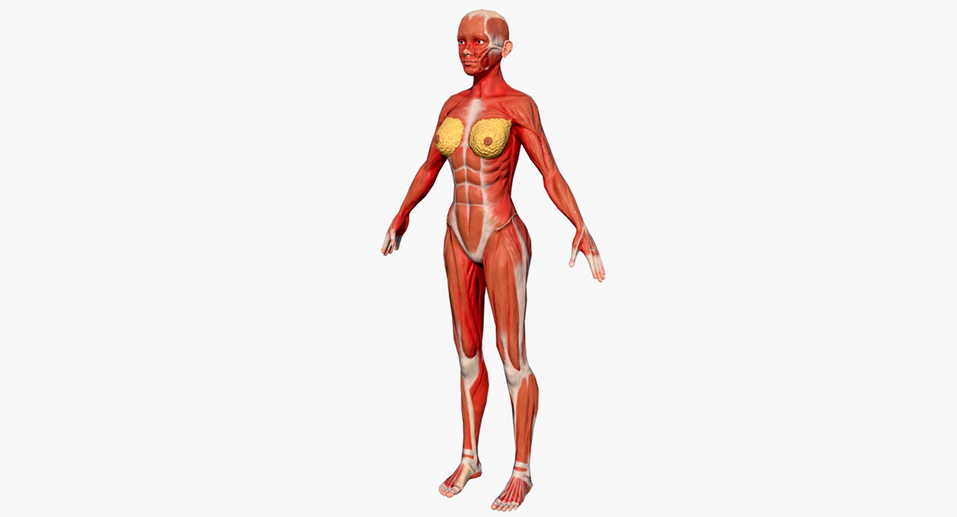 Female Muscular System
