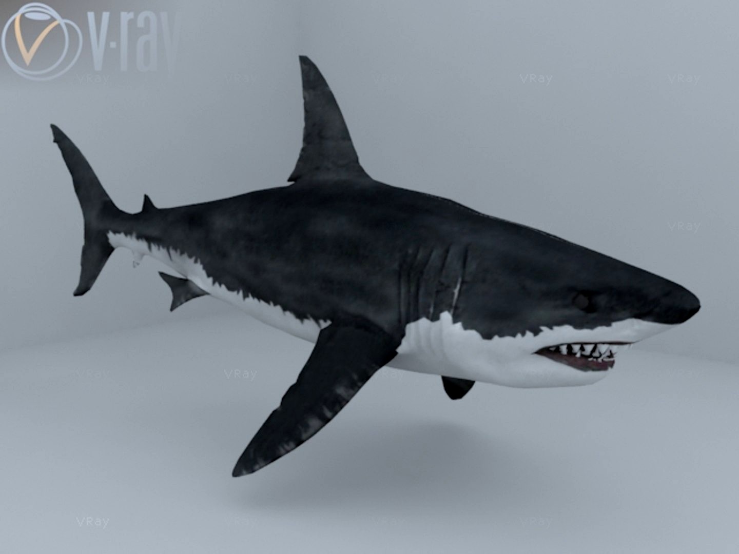 Shark