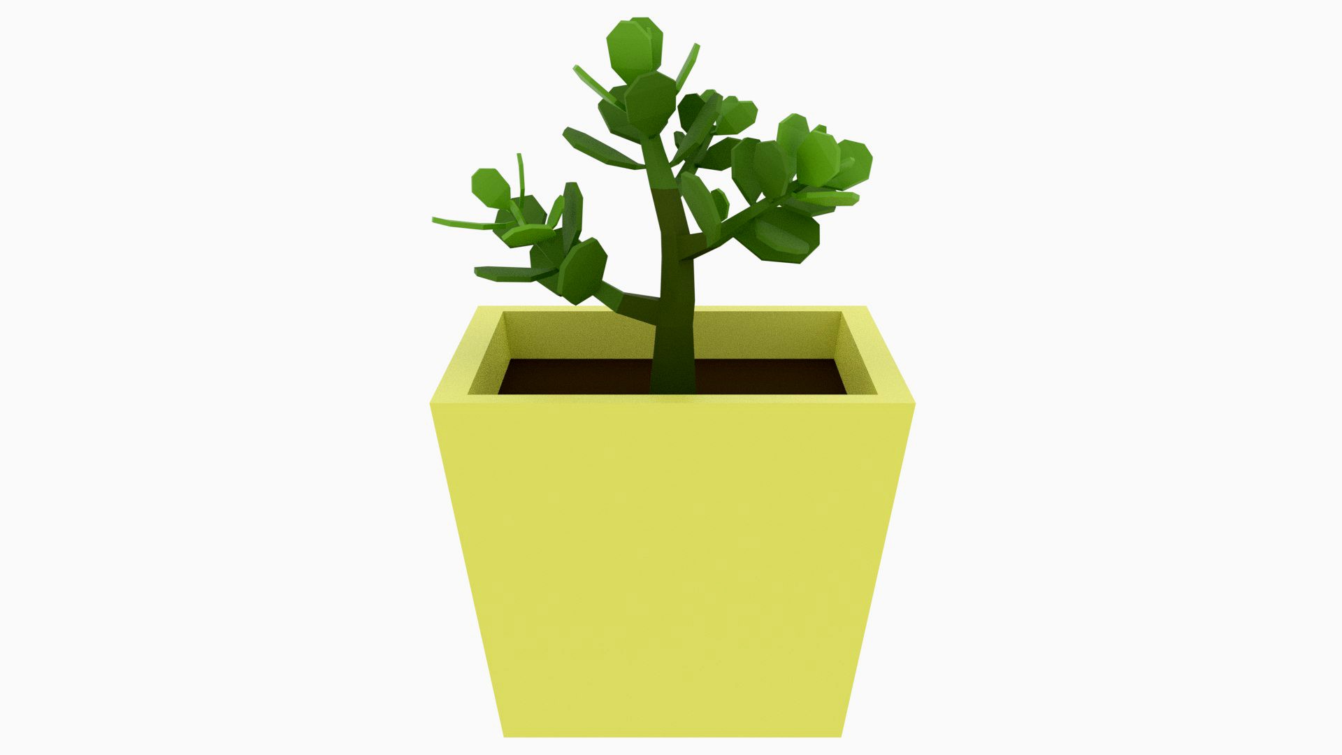 Jade Plant