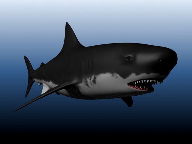 Shark 3D Model