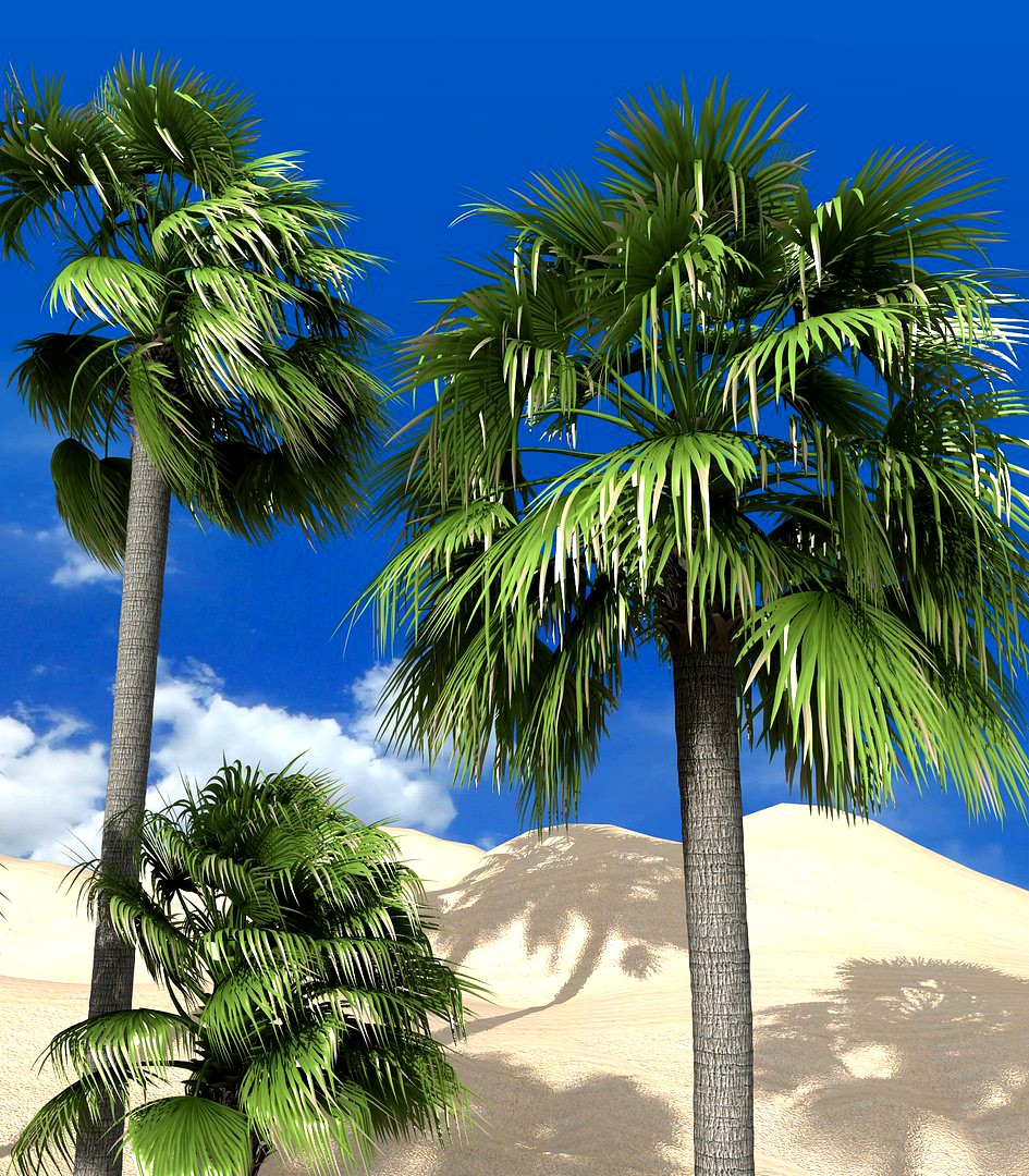 palmyra palm