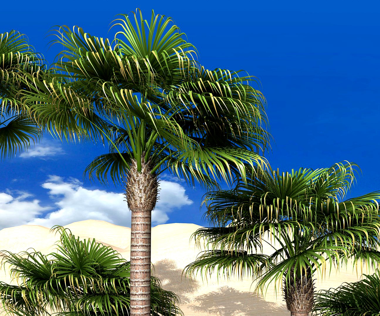 livistona palm