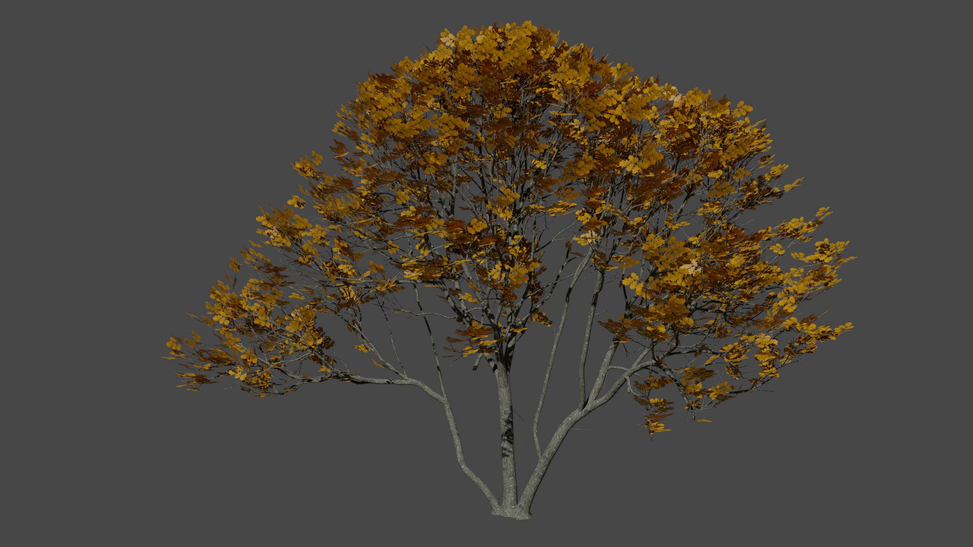Oak tree 2