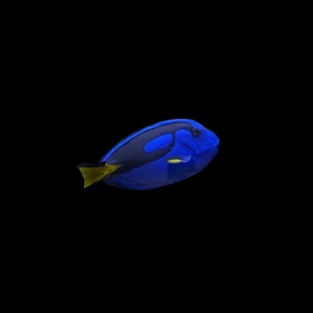 Blue Tang v1