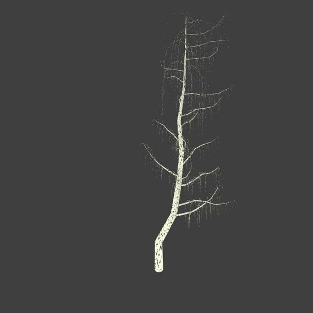 birch