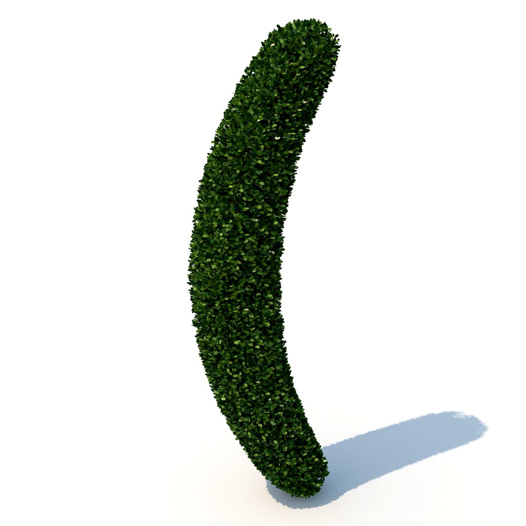 hedge (
