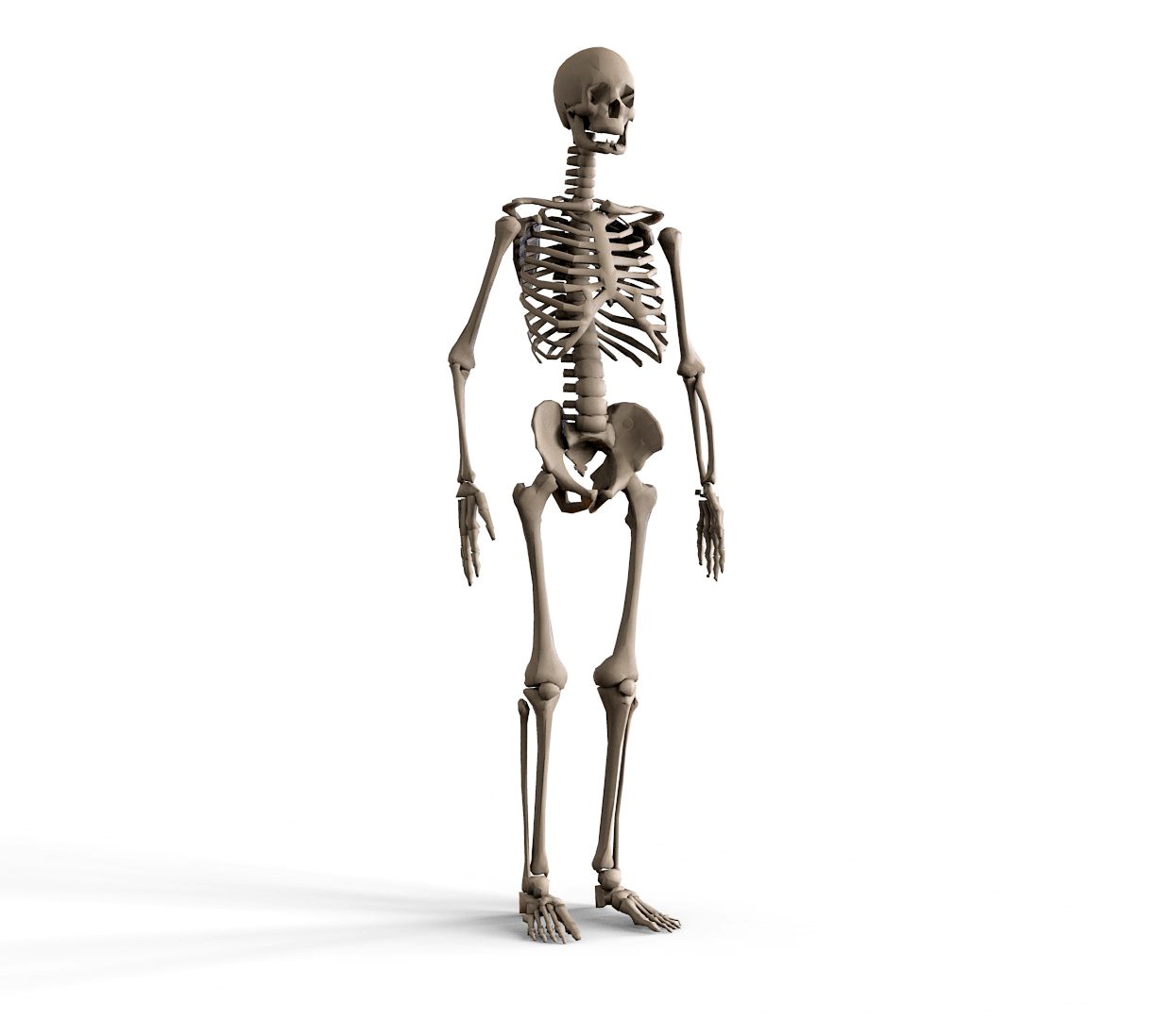 human skeletal