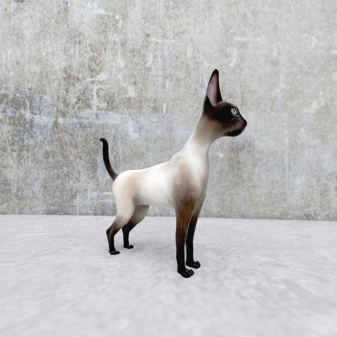 cat