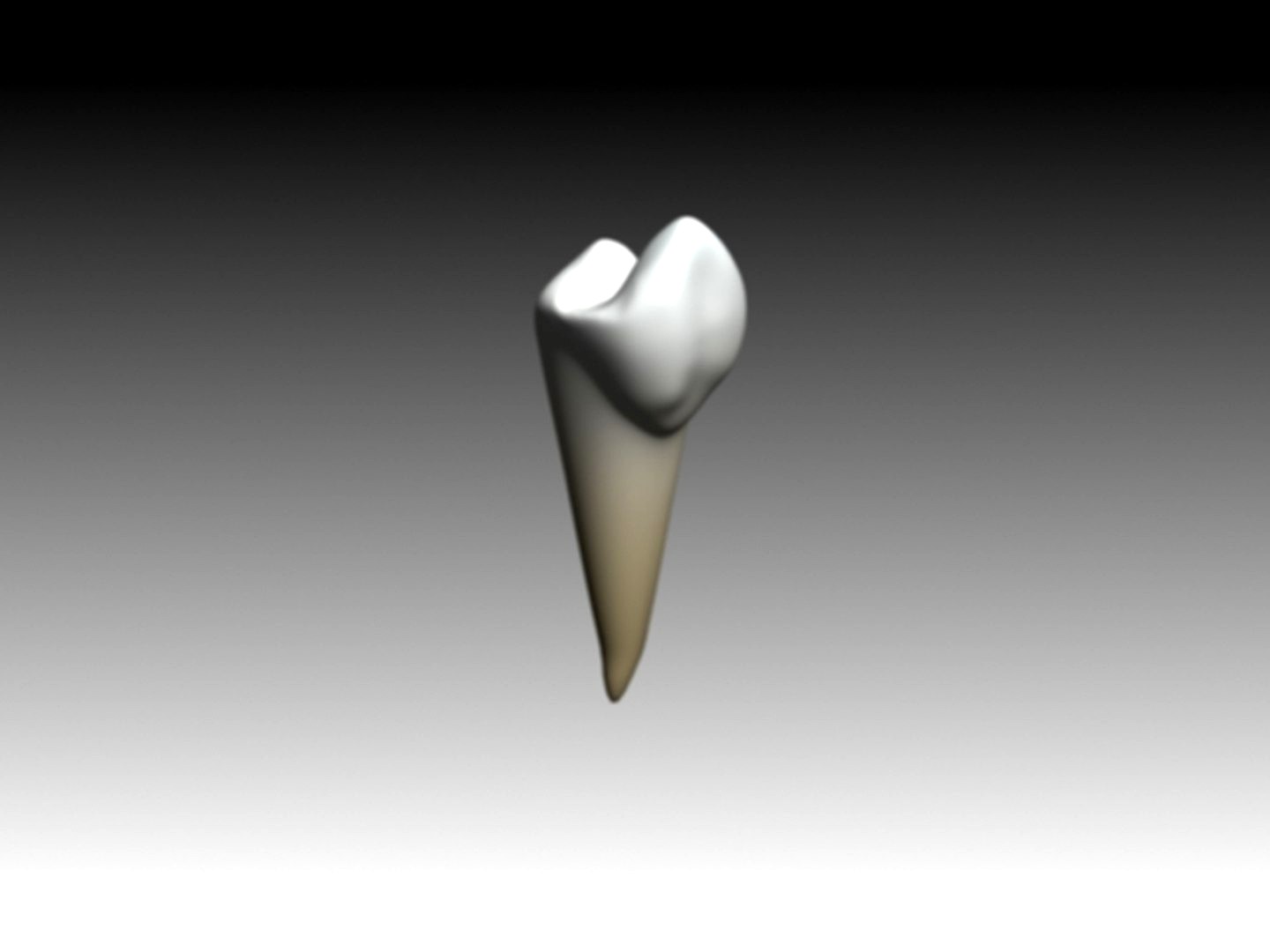 first premolar mandibular textured and animated.max