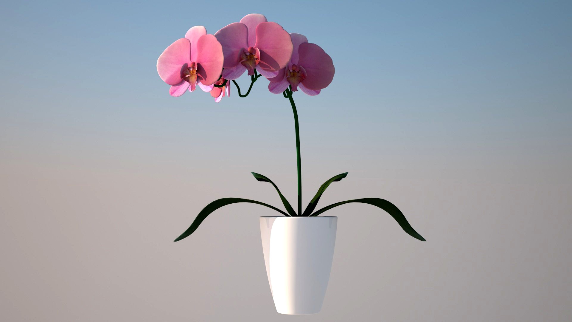 Pink Orchid 3D model