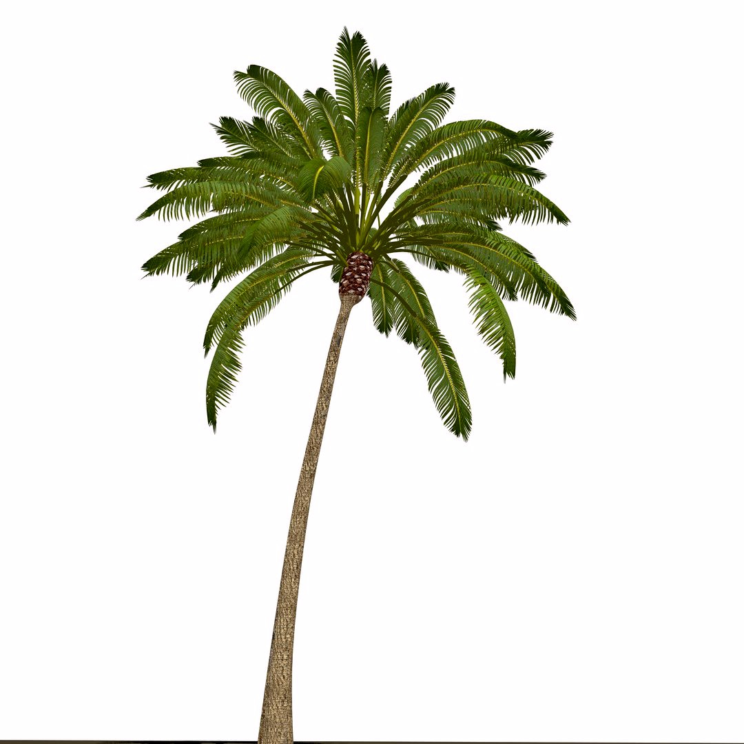 Palm Tree