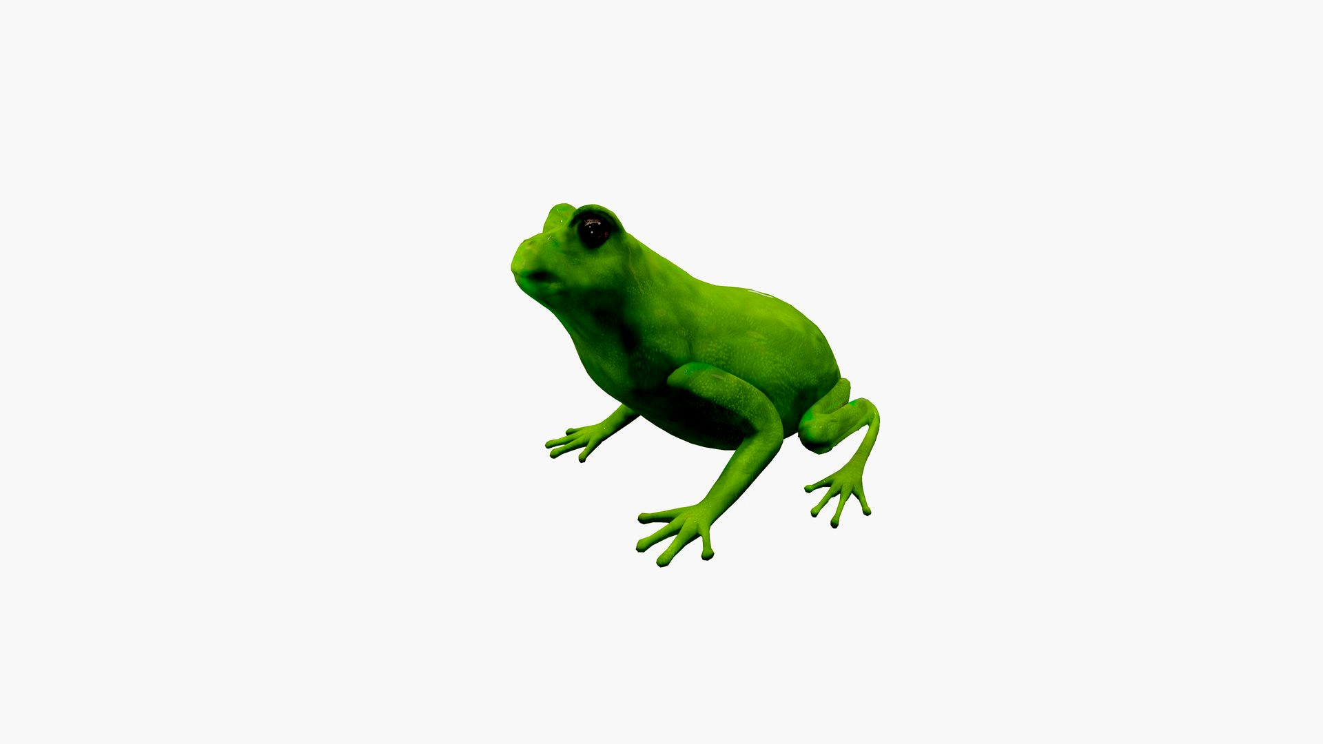 Frog with animations